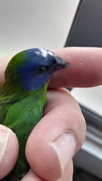 Diamante Tricolor