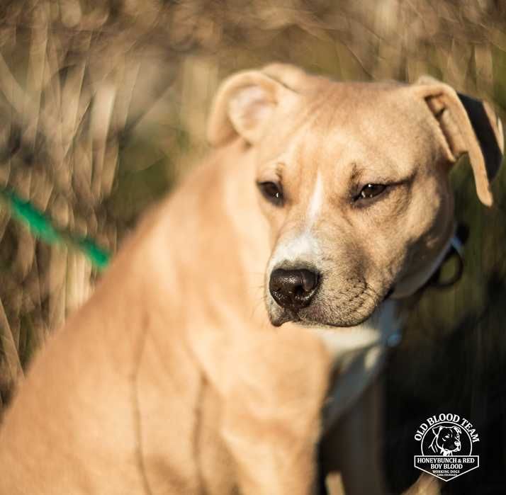 APBT  . Pit Bull  , jedyne takie w Europie