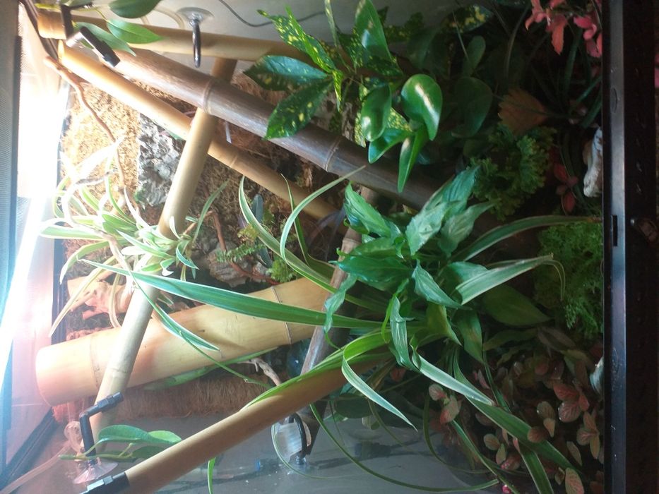 Tło do terrarium planedarium dla felsum gekonow żab żabek