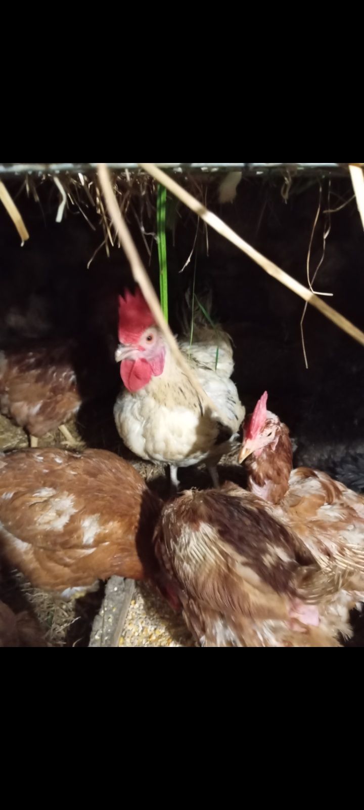 ovos galados galinha