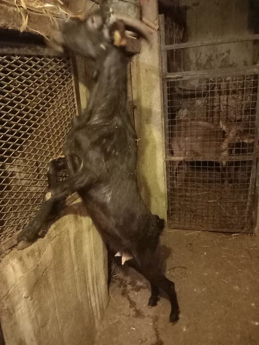 Vendo cabra nova