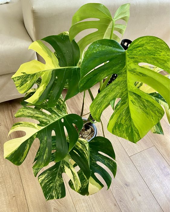 Monstera marmorata aurea