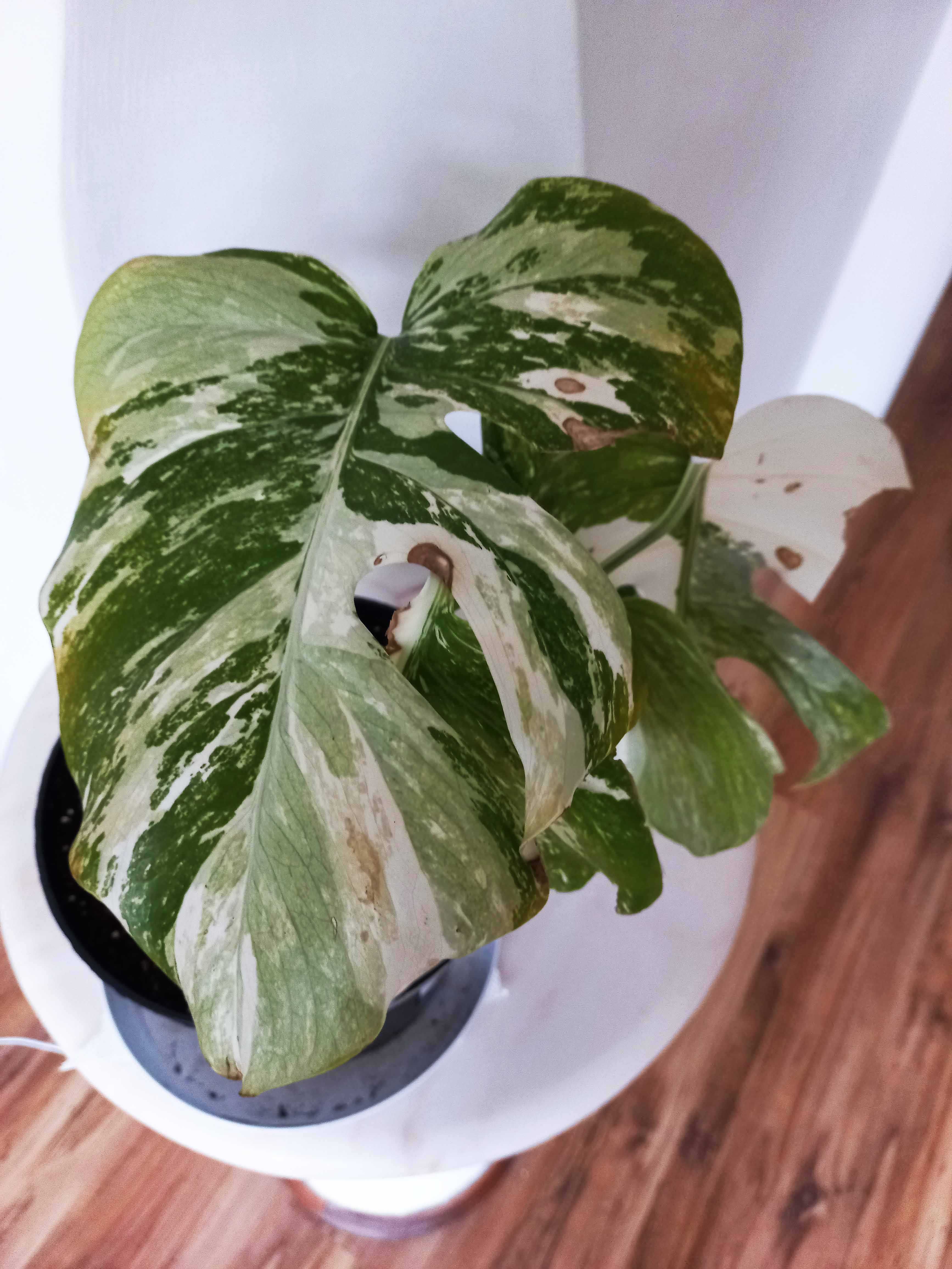 Monstera variegata – 6 sadzonek z dużymi korzeniami w jednej doniczce