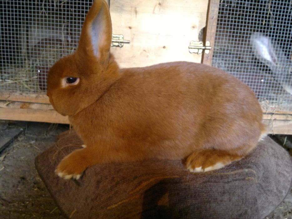 Nowozelandzki Czerwony Samiczki