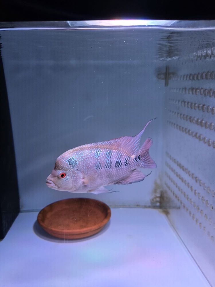 Flowerhorn 15cm