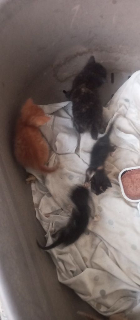 Gatinhos para adoção