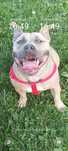 American bully packet