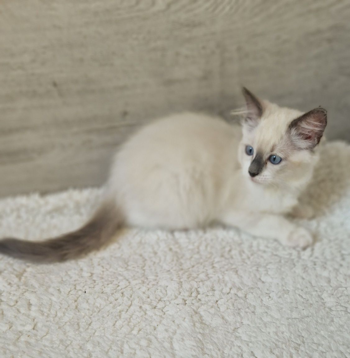 Śliczna kotka ragdoll