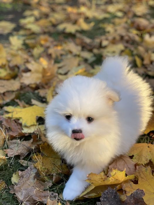 Шпиц хлопчик продажа