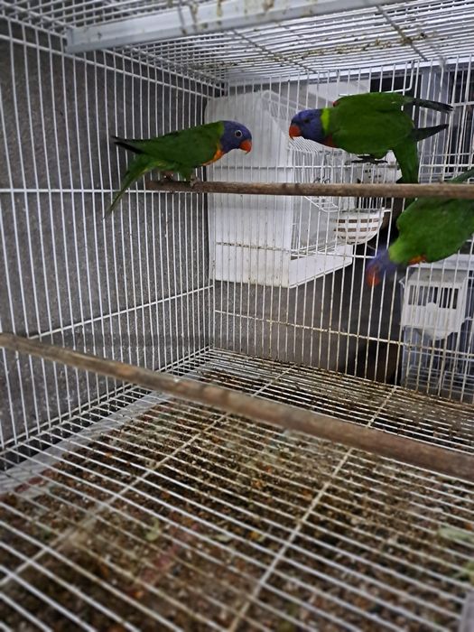Pássaros de várias raças