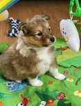 Owczarek szetlandzki Sheltie suczka