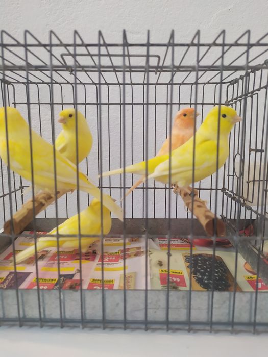 Samice żółte kanarka z 2025r.