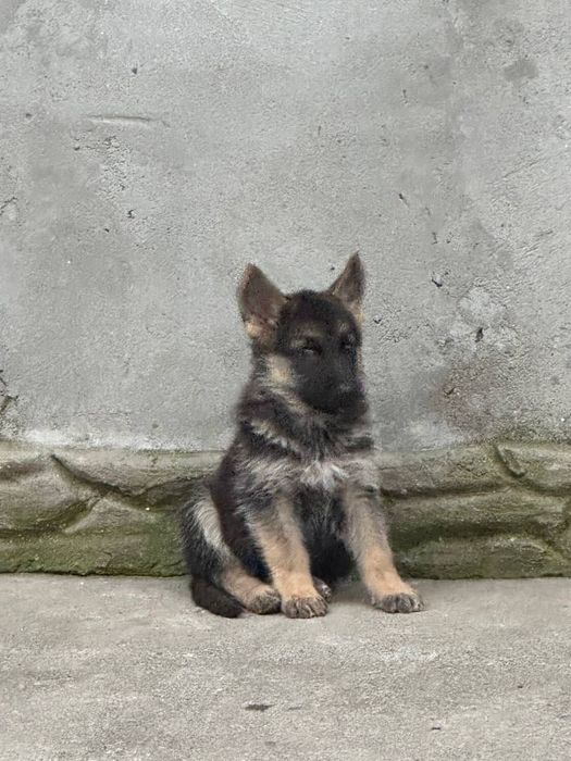 Продам цуценят німецької вівчарки