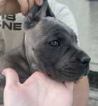 Cane Corso suczka