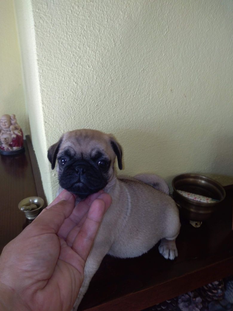 Pug Carlin Sublime