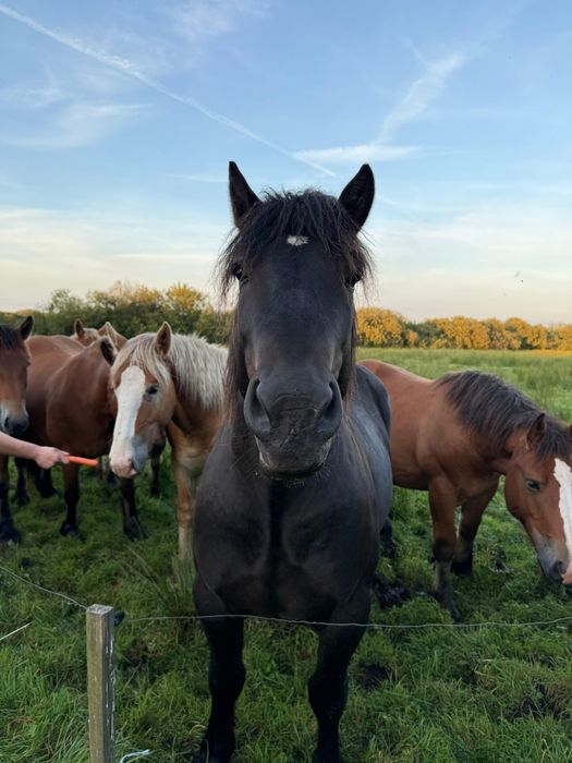 Ogier - sprzedaż lub zamiana na klacz
