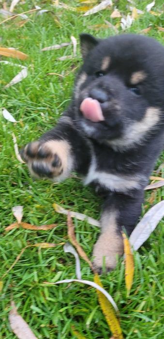 Shiba inu z metryka Fci