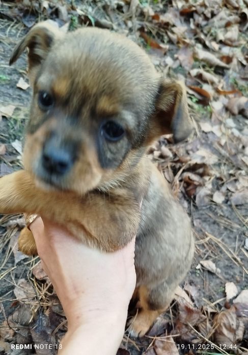 Цуценята шукають дім