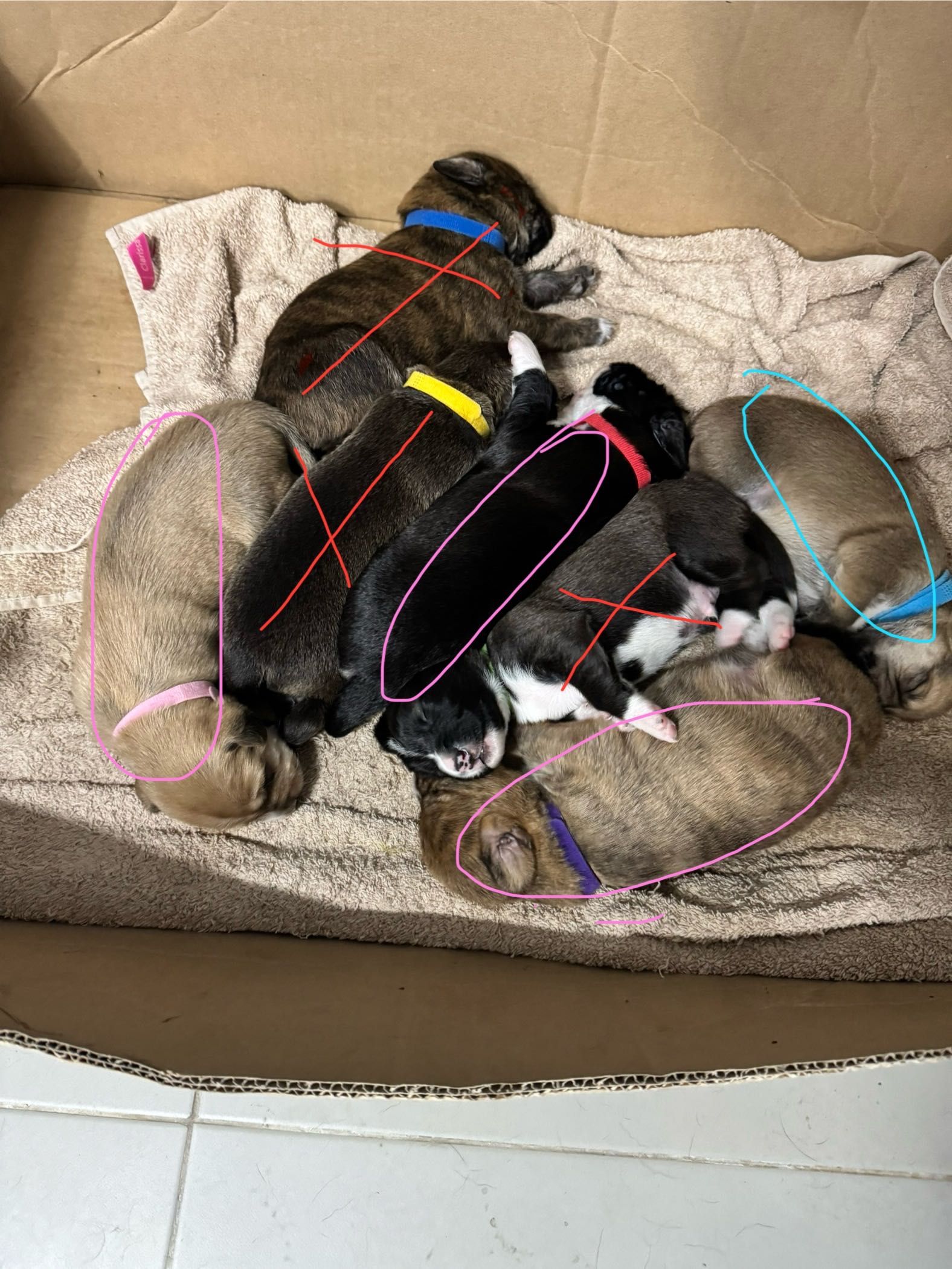 Cães para adoção