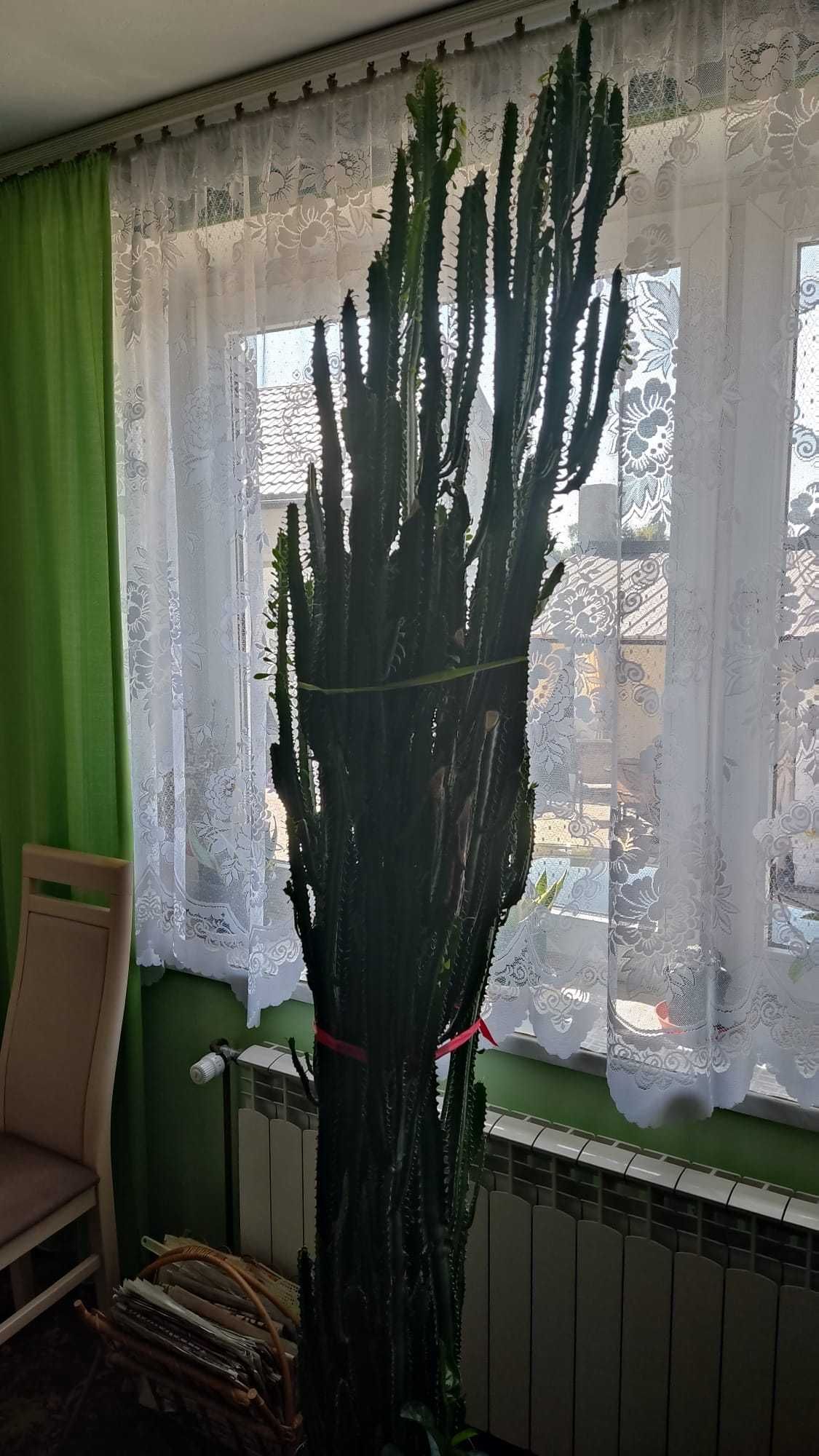 Euphorbia trigona (wilczomlecz trójżebrowy)