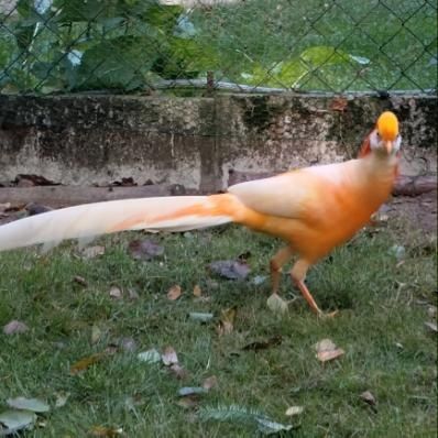 Bażanty brzoskwiniowe