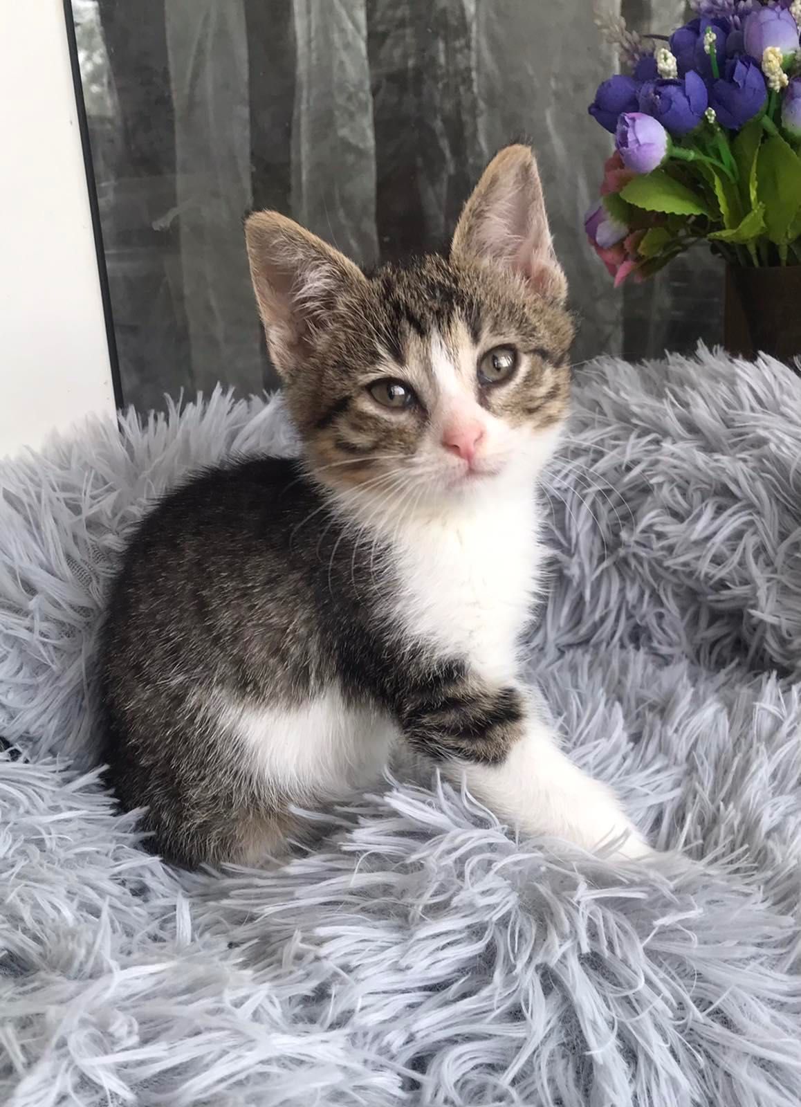 Котенок везунчик , победил смерть . Котенок бесплатно