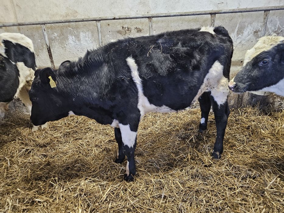 Sprzedam 5 byków 270 280 kg mieszańce