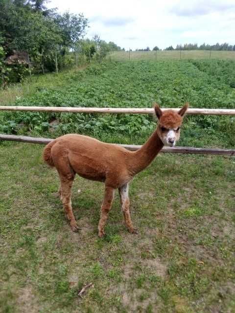 Alpaki Samica i samiec Huacaya.