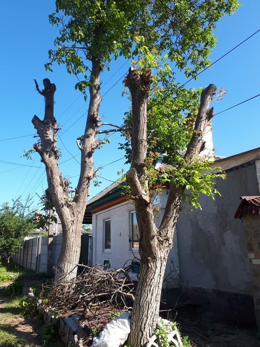 Продам два стовбура горіха