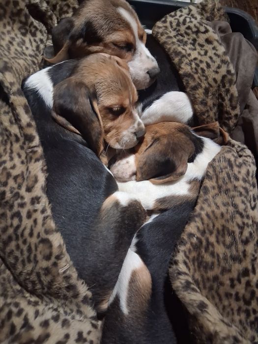 Beagle szczeniaczki : )