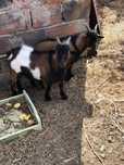Cabras/chibas - macho e femeas