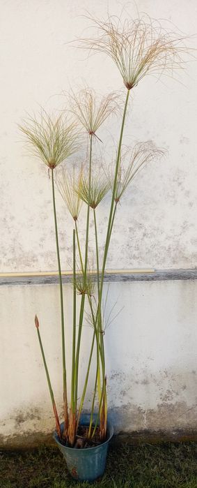 Plantas de papiro lagos e jardins exóticos