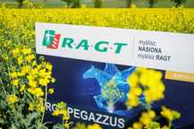 Rzepak ozimy RAGT RGT Pegazzus kiłoodporna Integral Pro+Lumiposa