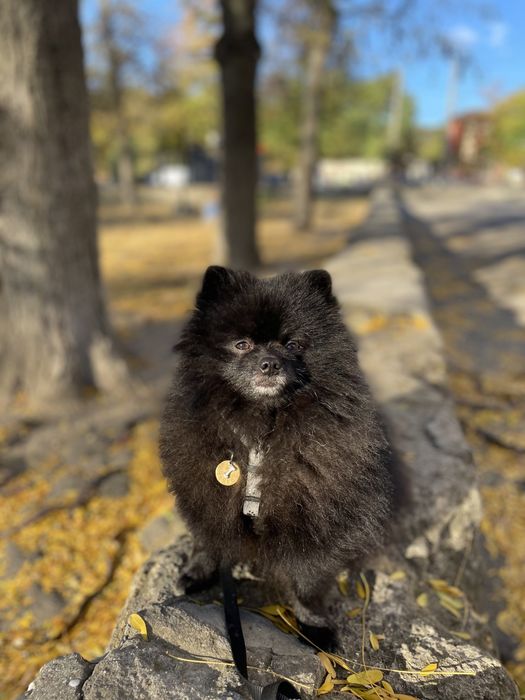 Шпиц кобель Вязка