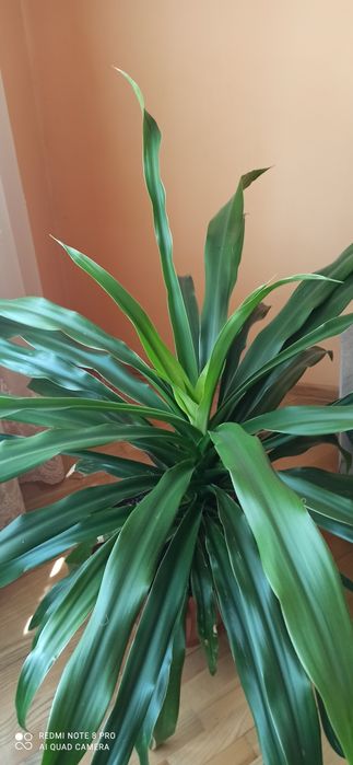 Кукурудза кімнатна