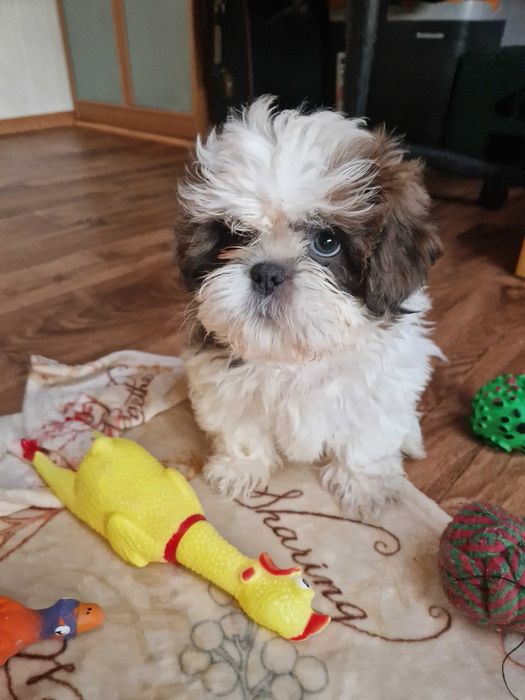 Śliczna suczka rasy Shih Tzu