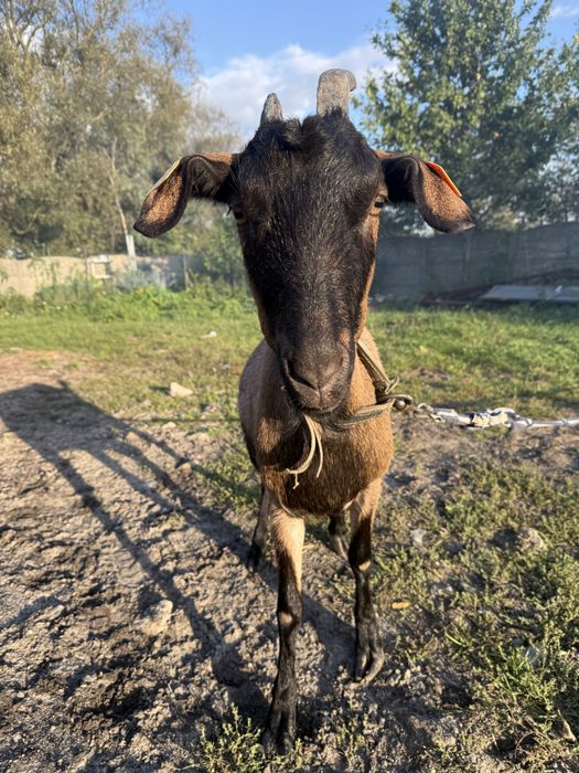 Koza 3 letnia rasa mix zdrowa