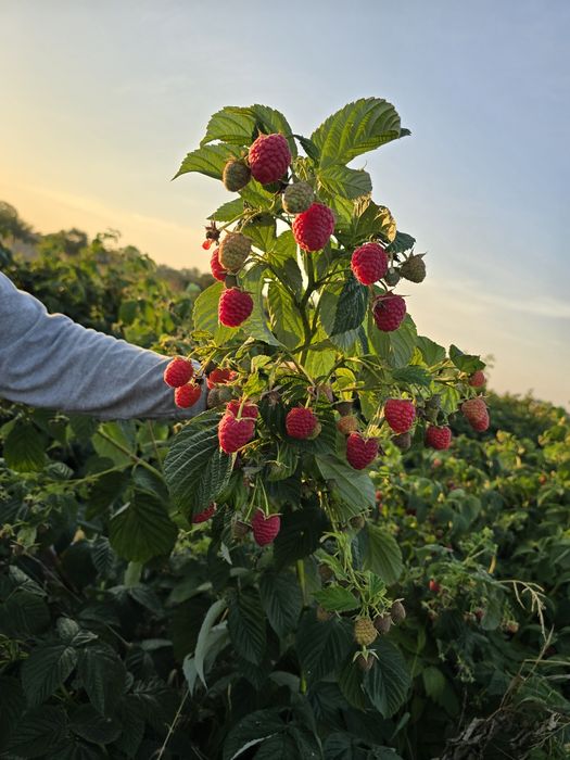 Sadzonki malin różne odmiany nowe jesienne