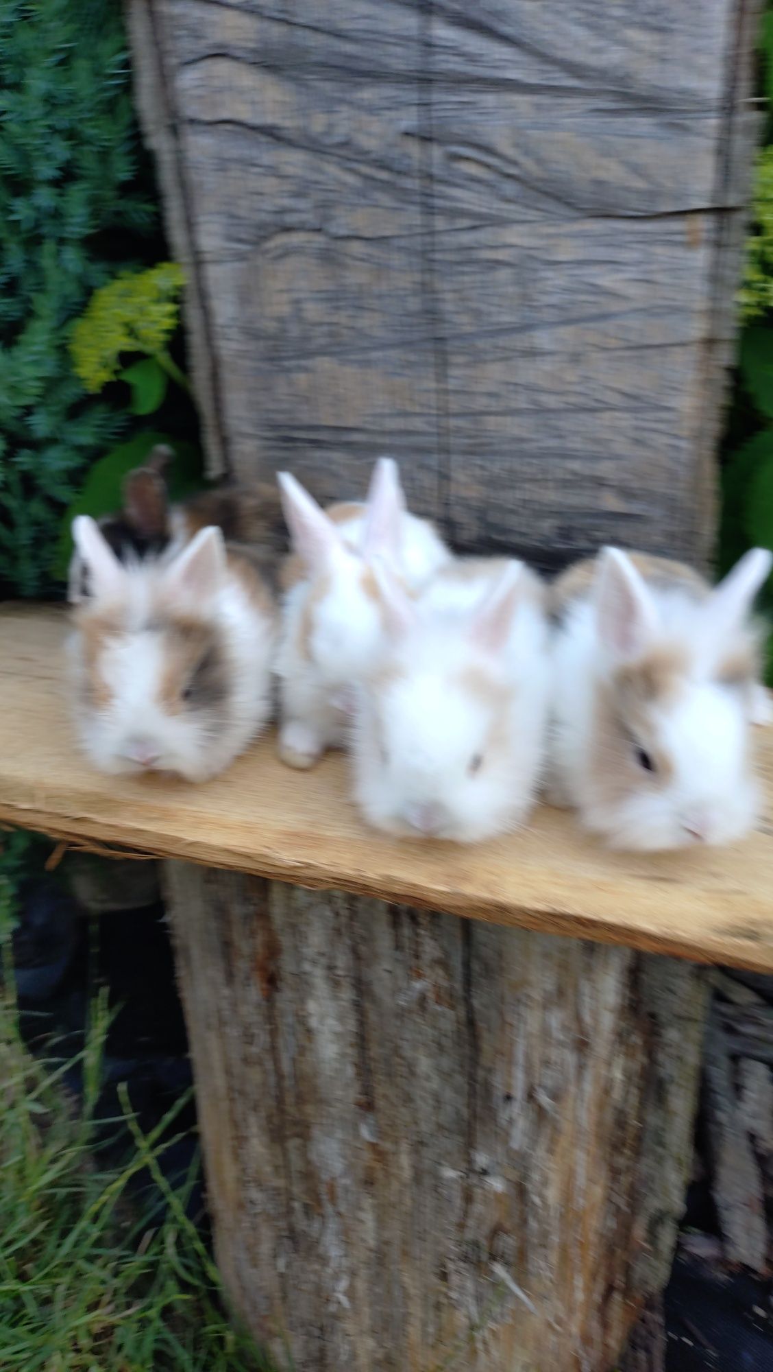 Królik miniaturka teddy mini lop lew