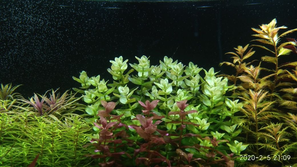 Bacopa Caroliniana ( Bakopa Karolińska )