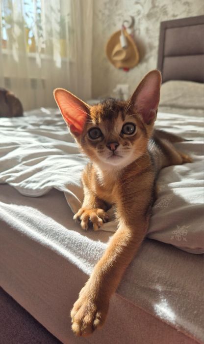 Клубная породистая кошечка абиссинка в домашние любимцы или разведение