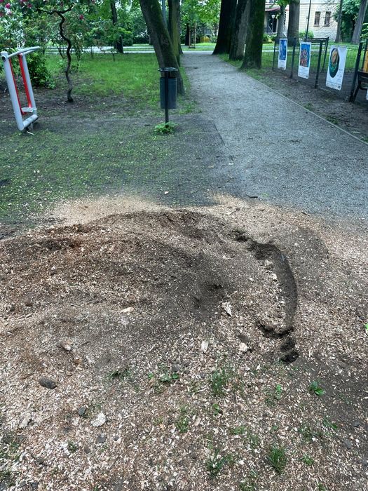 Usługi frezarką.Frezowanie pni karp Usuwanie korzeni