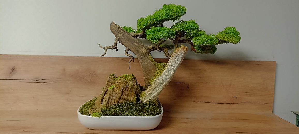 Drzewko BONSAI duże  mech chrobotek