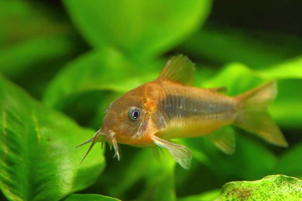 Corydoras bronze