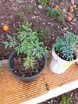 Arruda pronta para transplante