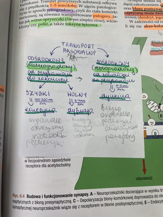 Histologia Maciej Zabel