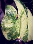Syngonium NoID Albo Variegata  mint monstera philodendron filodendron