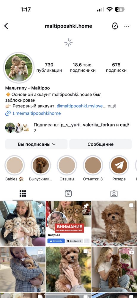 Самая темная карамель редбраун Мальтипу Ф2 !!!