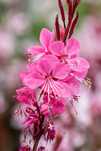 Gaura Graceful Pink sadzonka duża
