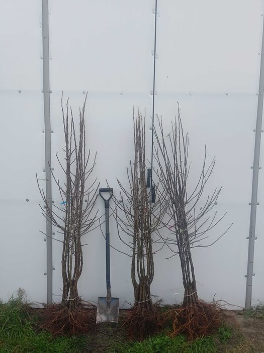 Drzewka owocowe jabłonie  bezparchowe i inne hurt